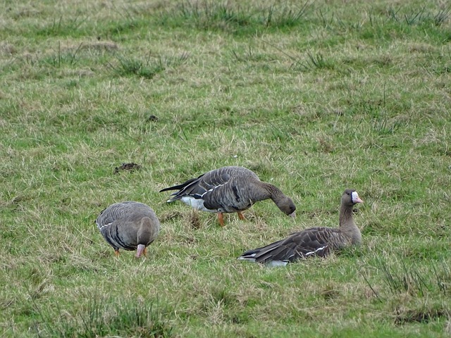 东亚足球的 东亚足球的